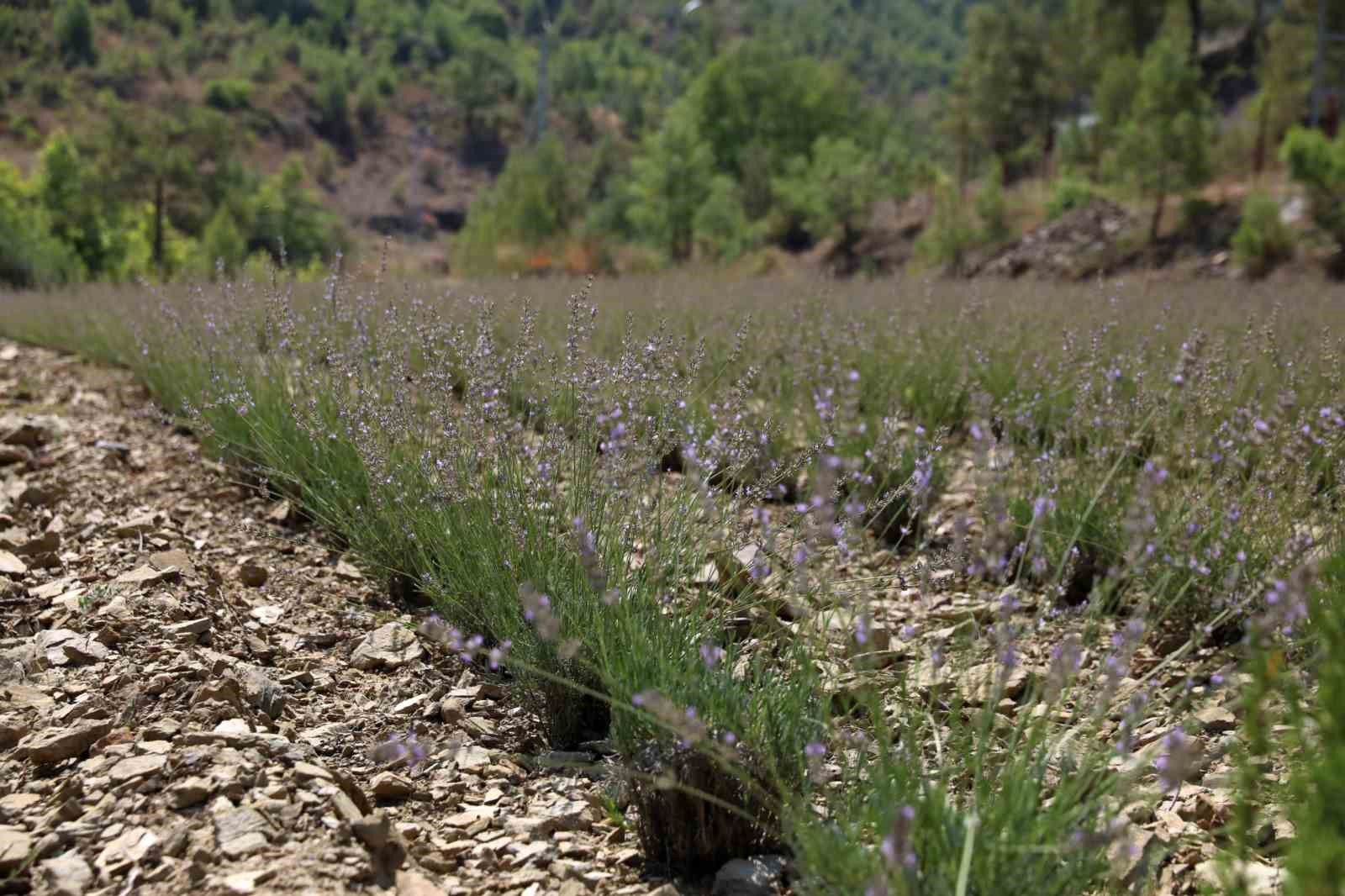 alanya-belediyesi-nin-lavanta-bahcesinde-ilk-hasat-yapildi