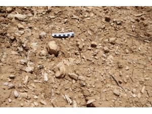 Denizli’de Yaklaşık 9 Milyon Yıllık Hayvan Fosilleri Bulundu