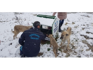 Karda Aç Kalan Hayvanlar İçin Belediye Seferber Oldu