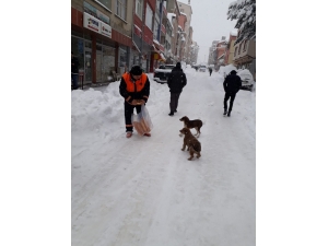 Karda Aç Kalan Hayvanlar İçin Belediye Seferber Oldu