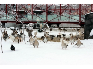 Harikalar Diyarı Hayvanat Bahçesindeki Hayvanlar Üşümüyor