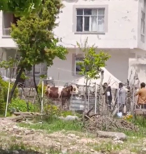 kacan-kurbanlik-igne-vurularak-yakalandi
