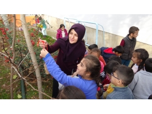 Öğrenciler, Kuşlar İçin Ağaçlara Yem Astı