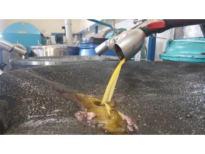 Zeytinyağındaki Bolluk Fiyatları Düşürdü