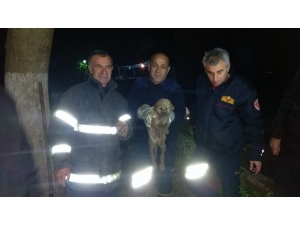İtfaiyeciler 9 Yavru Köpek İçin Seferber Oldu