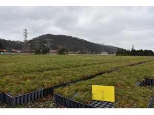 5,5 Milyon Fidan Ürettiler