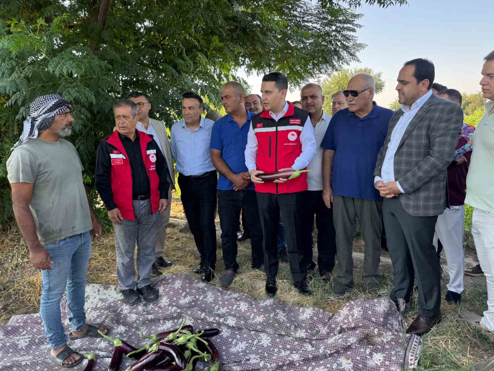 tescilli-birecik-patlicaninda-hasat-basladi