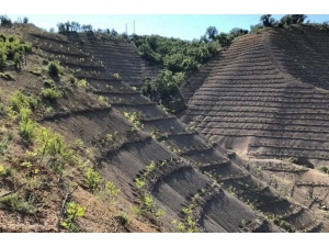 Seben’de, 2018 Yılında 400 Bin Fidan Toprakla Buluştu