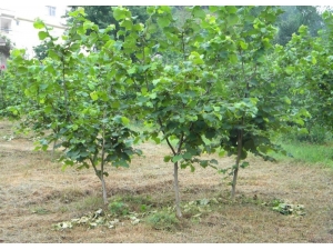 Fındıkta ‘Standart Fidan’ Arayışları