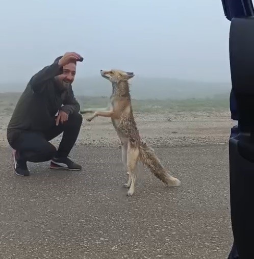 bayburtlu-aile-yayla-yolunda-karsilastiklari-tilkiyi-kekle-besledi