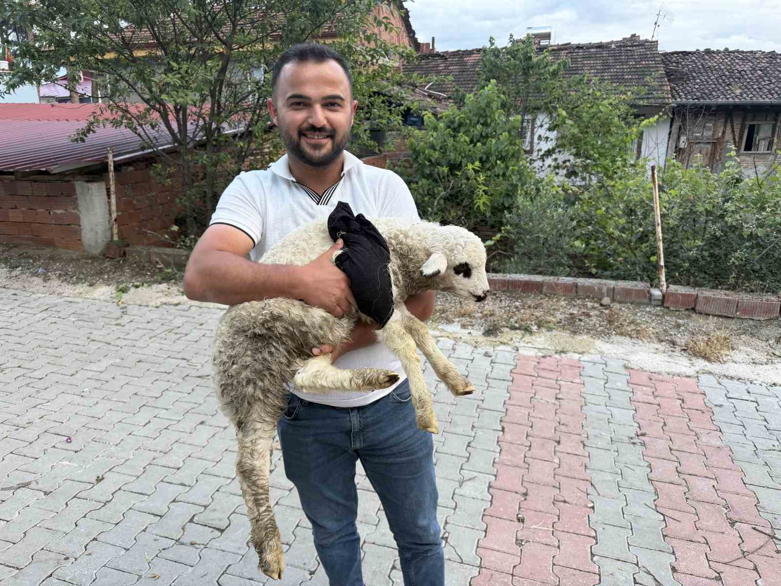 tokat-ta-saglik-personelinden-yarali-kuzuya-tam-tesekkullu-mudahale