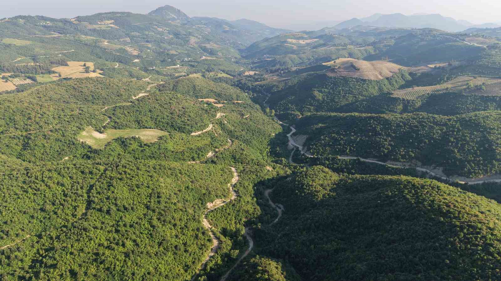 6-yil-once-alevlere-teslim-olan-orman-kullerinden-dogdu