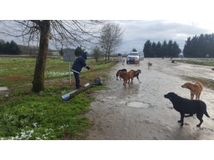 Sokak Hayvanlarına Soğuk Havada Kuru Mama Dağıtıldı