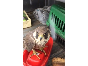 Dünyanın En Hızlı Uçan Kuşu Gökdoğan, Trabzon’da Yaralı Halde Bulundu