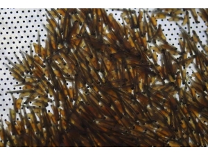 Kırmızı Benekliler Dünyaya Gözlerini Açtı