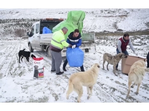 Bağışlanan Mama Ve Yiyecekler Kırsal Alanlardaki Sokak Hayvanlarının İmdadına Yetişiyor