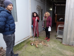 Yaralı Çakal Tedavi Altına Alındı