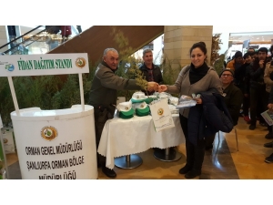 Şanlıurfa’da Ücretsiz Fidan Dağıtıldı