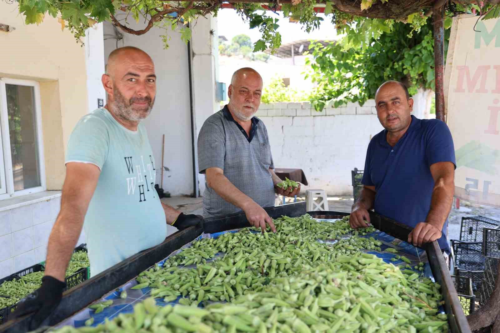 aydin-in-bamyasi-turkiye-nin-dort-bir-yanina-gonderiliyor