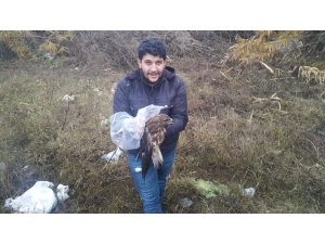 Yaralı Şahini, Hayvan Sever Vatandaş Sahip Çıktı