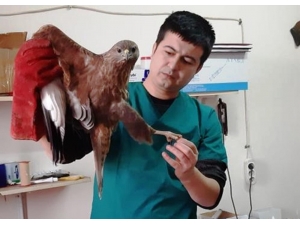 Yaralı Halde Bulunan Şahin Tedavi Edildi