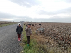 Çoban Çocukların Zorlu Mesaisi