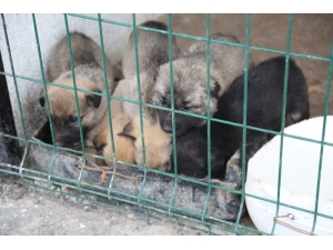 Aç Ve Donmak Üzere Olan Yavru Köpekler Hayvan Barınağına Yerleştirildi