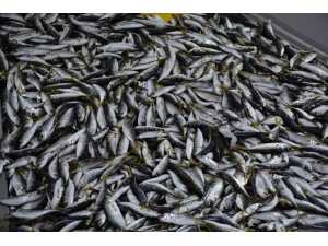 Balıkta İstavrit Zamanı