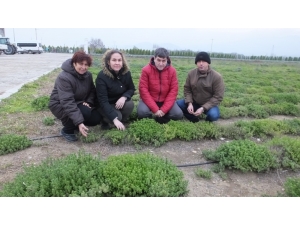 Burhaniye’de Tıbbı Ve Aromatik Bitkiler Yoğun İlgi Gördü.