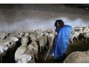 Üniversite Mezunu Genç, 300 Koyuna Çobanlık Yapıyor