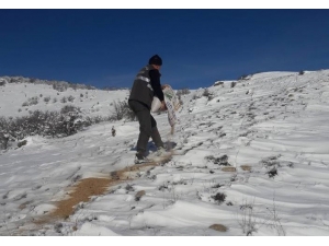 Elazığ’da Yaban Hayvanları İçin 2 Ton Yem Bırakıldı
