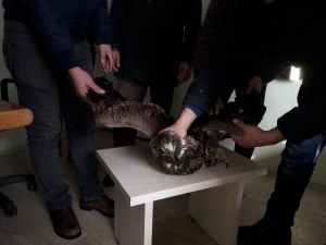 Yaralı Kartal Tedavi Altına Alındı