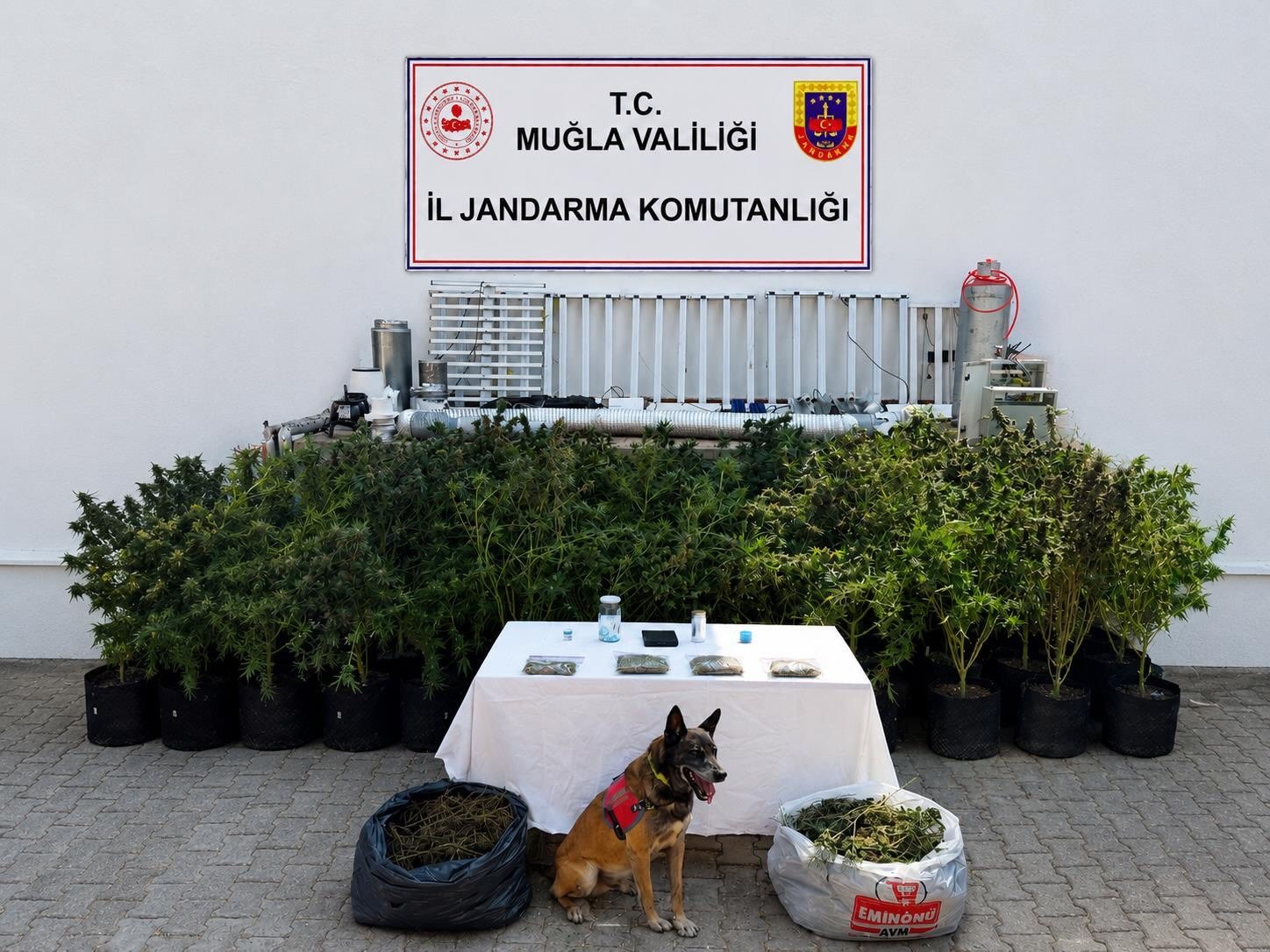 bodrum-da-evden-56-kok-kenevir-ve-10-kilo-skunk-ele-gecirildi
