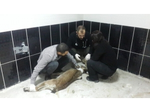 Kayalıktan Düşen Yavru Yaban Keçisi Ve Dereye Düşen Köpek, Tedavi Altına Alındı