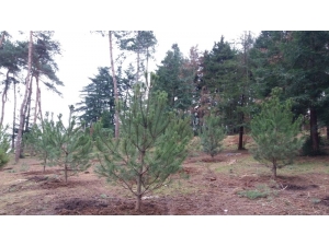 Atatürk Köşkü Ormanı Yeniden Yeşilleniyor