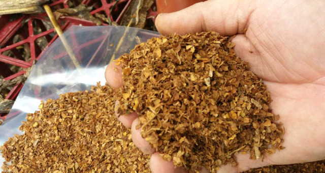 İthal Tütüne Uygulanan Vergi Sıfırlandı, Yerli Ürün Korumasız Kaldı