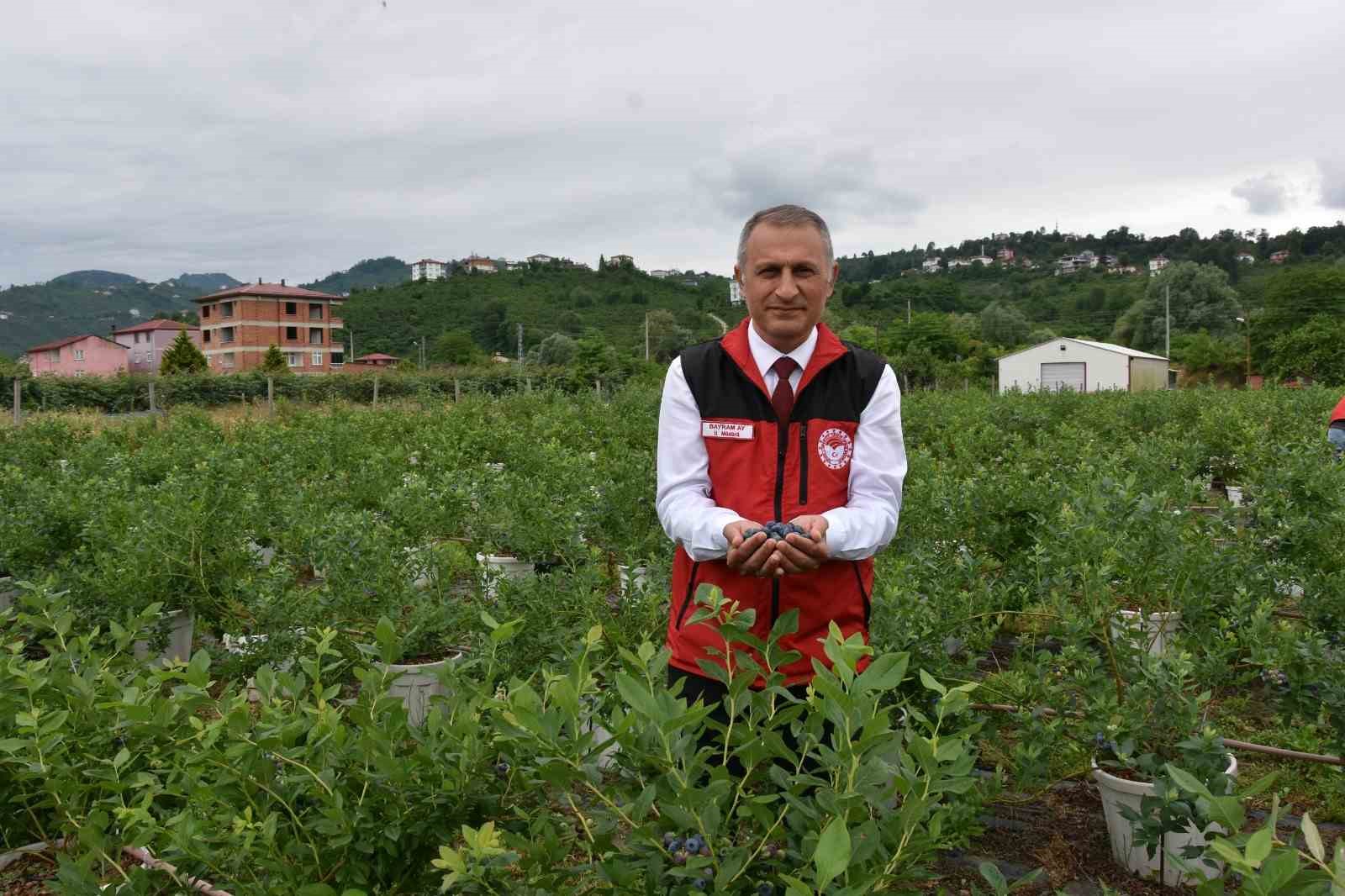 ordu-da-maviyemis-hasadi-basladi
