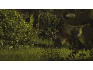 Marmaris’te Domuzlar Evcilleşiyor