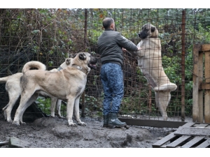 Bu Köpeklerin Değeri Dudak Uçuklatıyor