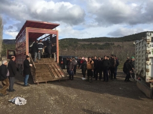 Eğirdir’de 11 Genç Çiftçiye Hibe 55 Büyükbaş Hayvan Dağıtıldı