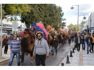 Bodrum Deve Güreşi Festivali Kortej Yürüyüşü İle Başladı