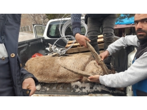 Yaralı Dağ Keçisine Mehmetçik’ten Şefkat Eli