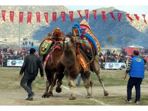 2019’un İlk Deve Güreşi İncirliova’da Yapıldı