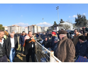 Çiğli’de Deve Güreşleri Festivali’ne Yoğun İlgi