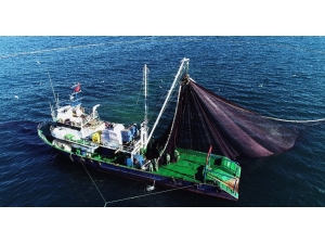 Mutlu: “Hamsi Erken Göç Etti”