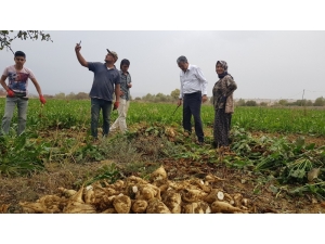 Konya Şeker’den Çiftçiye 2,26 Milyar Tl Ödeme