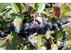 ‘Aronia’ Meyvesi Keşfedilmeye Devam Ediyor