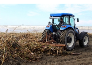 Kıyıya Ulaşan Su Sümbülleri Temizlendi