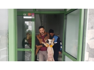 Yaralı Köpeğe Belediye Ekipleri Sahip Çıktı