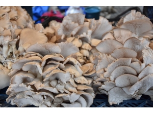 Bilinçsiz Mantar Tüketimi Öldürüyor